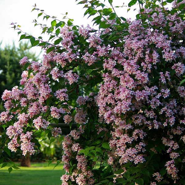 Кальквиция 28