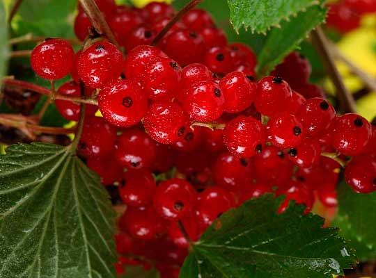 Цветная смородина 12