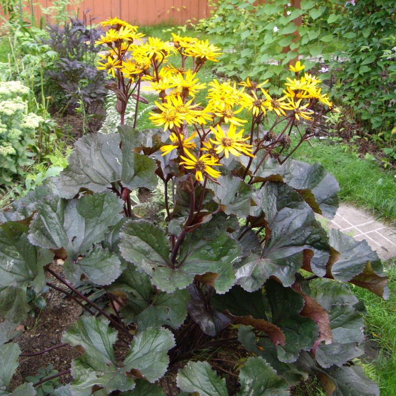Бузульник