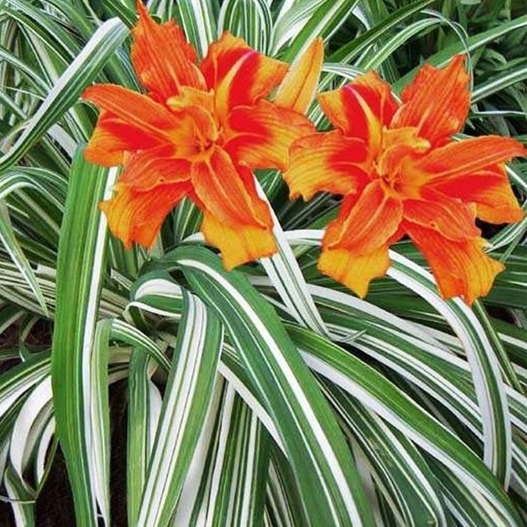 Лилейник пестролистный Kwanso variegata