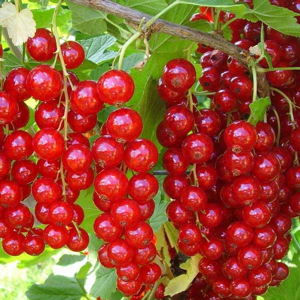 Цветная смородина Мармеладница