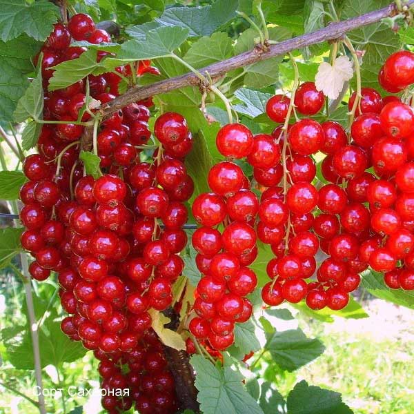 Цветная смородина Нива