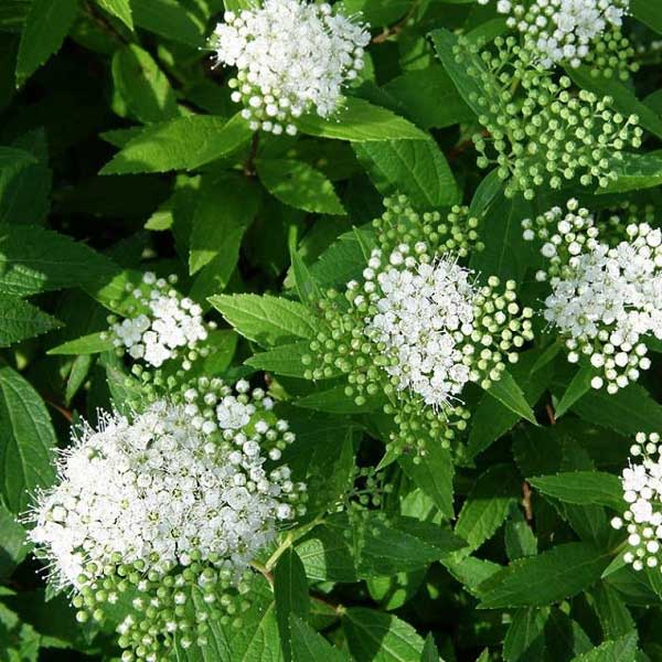 Спирея Альбифлора