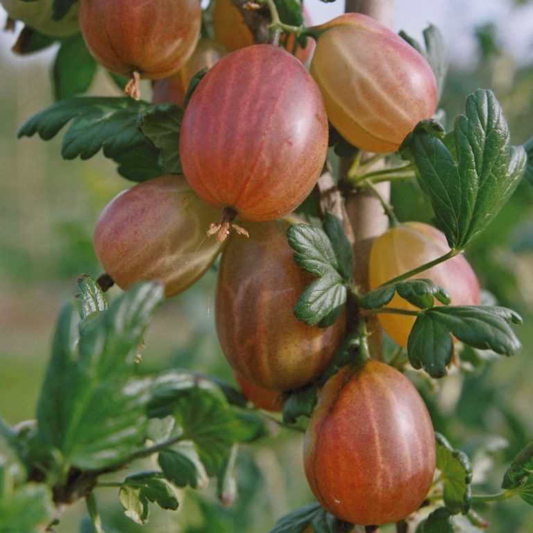 Крыжовник Ксения